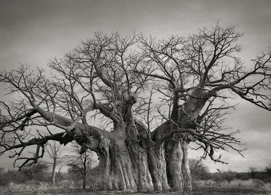 ancient-tree-11.jpg