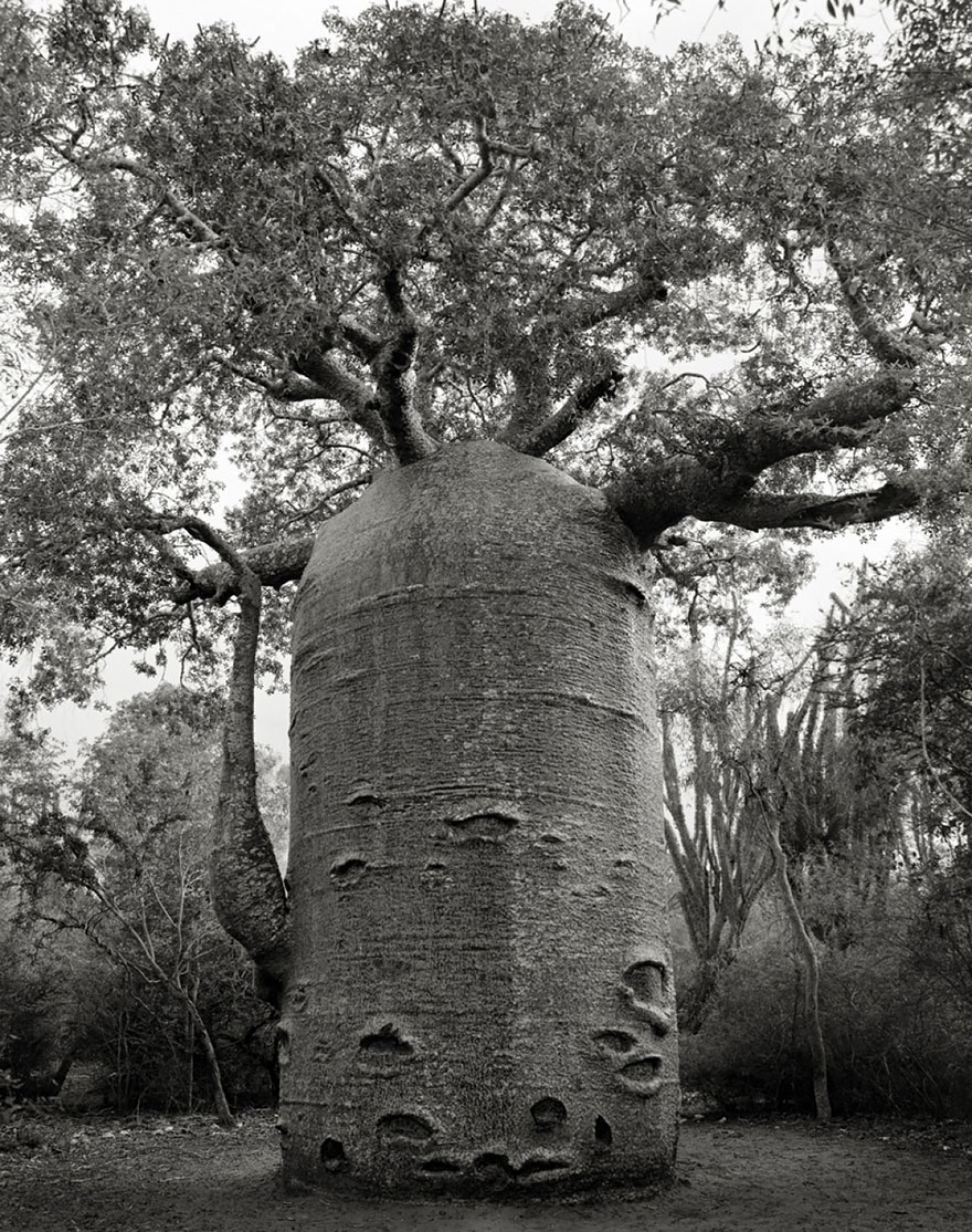 ancient-tree-16.jpg