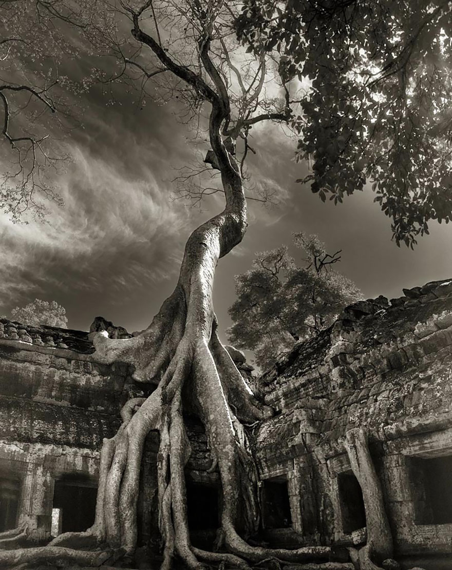 ancient-tree-3.jpg