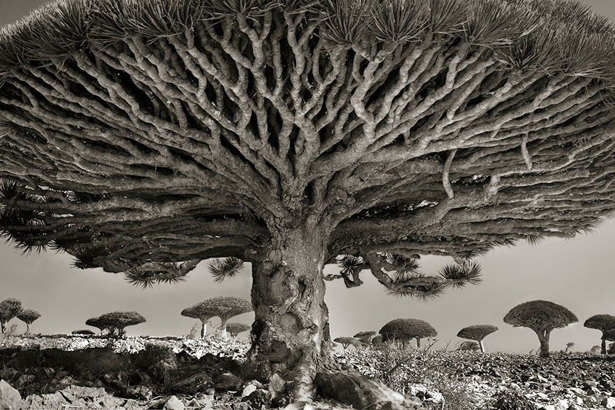 ancient-tree-5.jpg